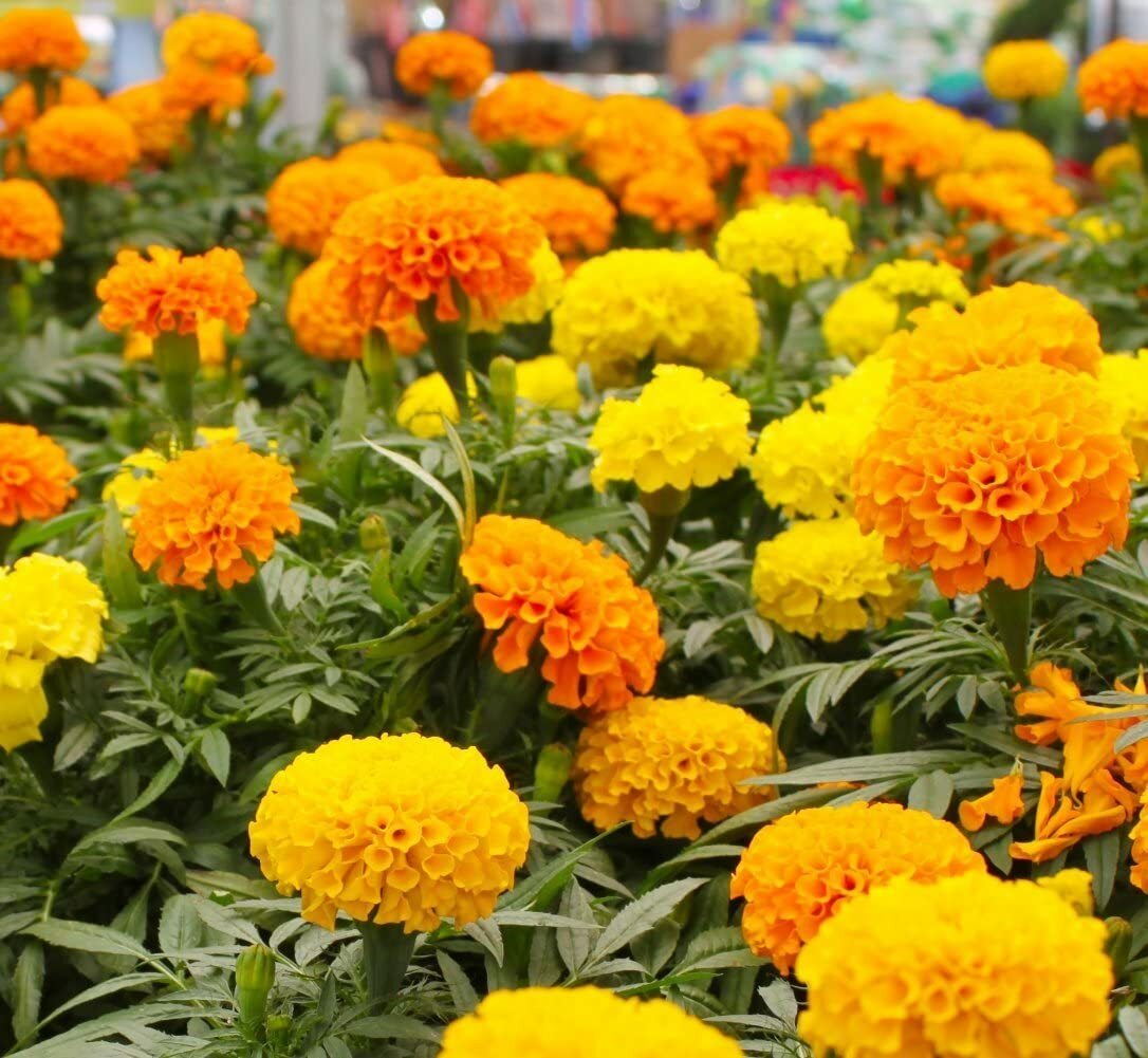MARIGOLD – SIERRA MIX – Tagetes Erecta – 100 SEEDS – DROUGHT TOLERANT