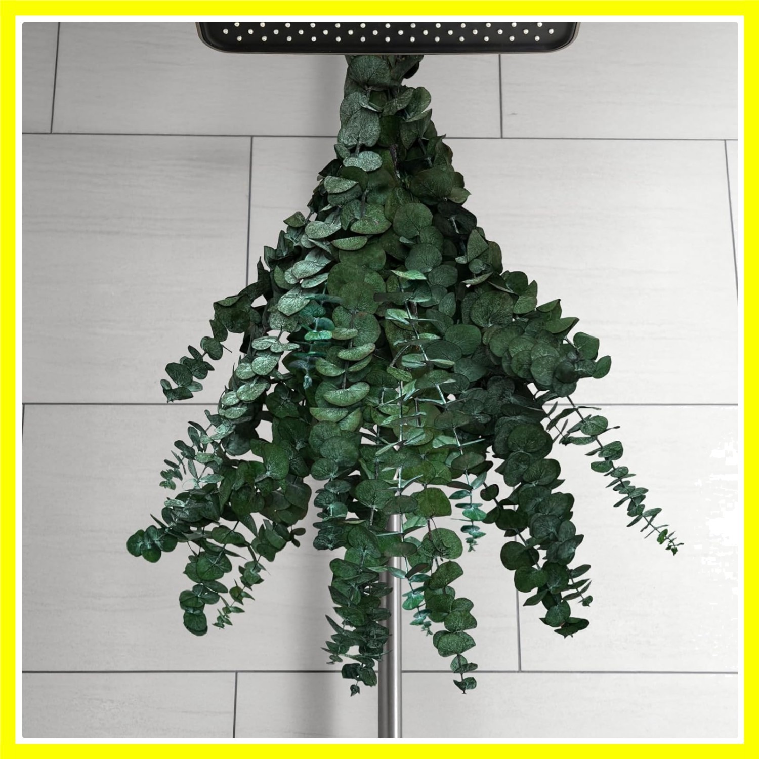 12 PCS Dried Eucalyptus Stems for Shower Hanging, 100% Made from Fresh Leaves…