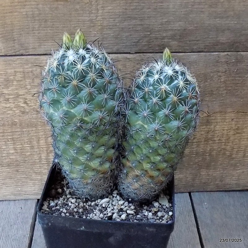 D5446 CORYPHANTHA RETUSA pot14-H18-W16 cm MaMa Cactus