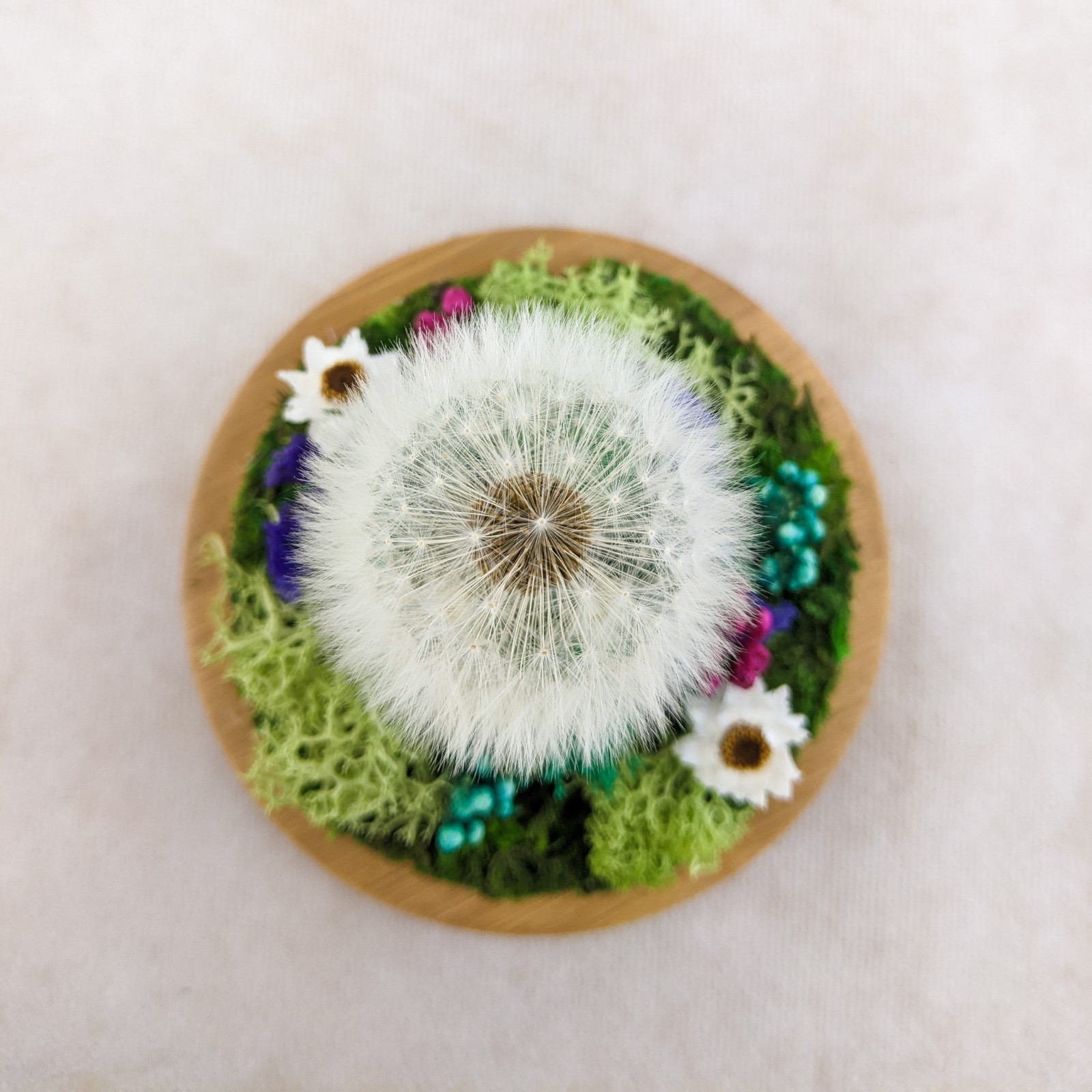 Dandelion Head all natural flowers Lg Glass Dome display collectible decor gif