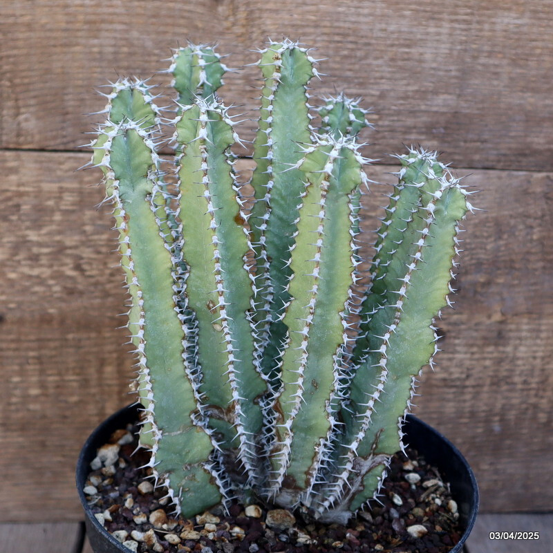 A2319 EUPHORBIA POLYACANTHA pot18-H24-W17 cm MaMa Cactus