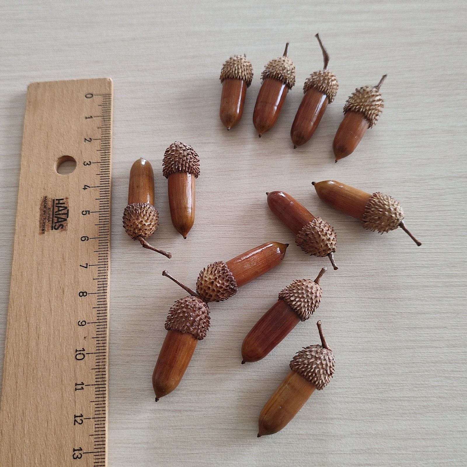 50 Pcs Hand Polished Real Dried Long And Thin Acorns | Natural Baked Acorns