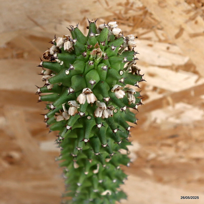 D4393 EUPHORBIA SCHUBEI pot15-H52-W6 cm MaMa Cactus