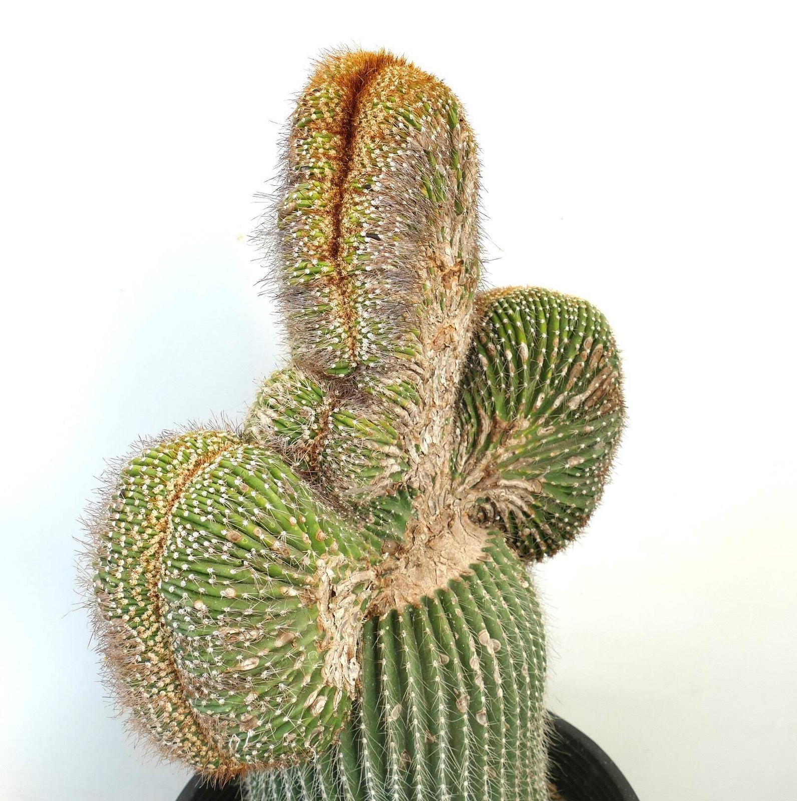 Carnegiea polylopha SAGUARO CRESTED 65x40cm – WILD no copiapoa cinerea