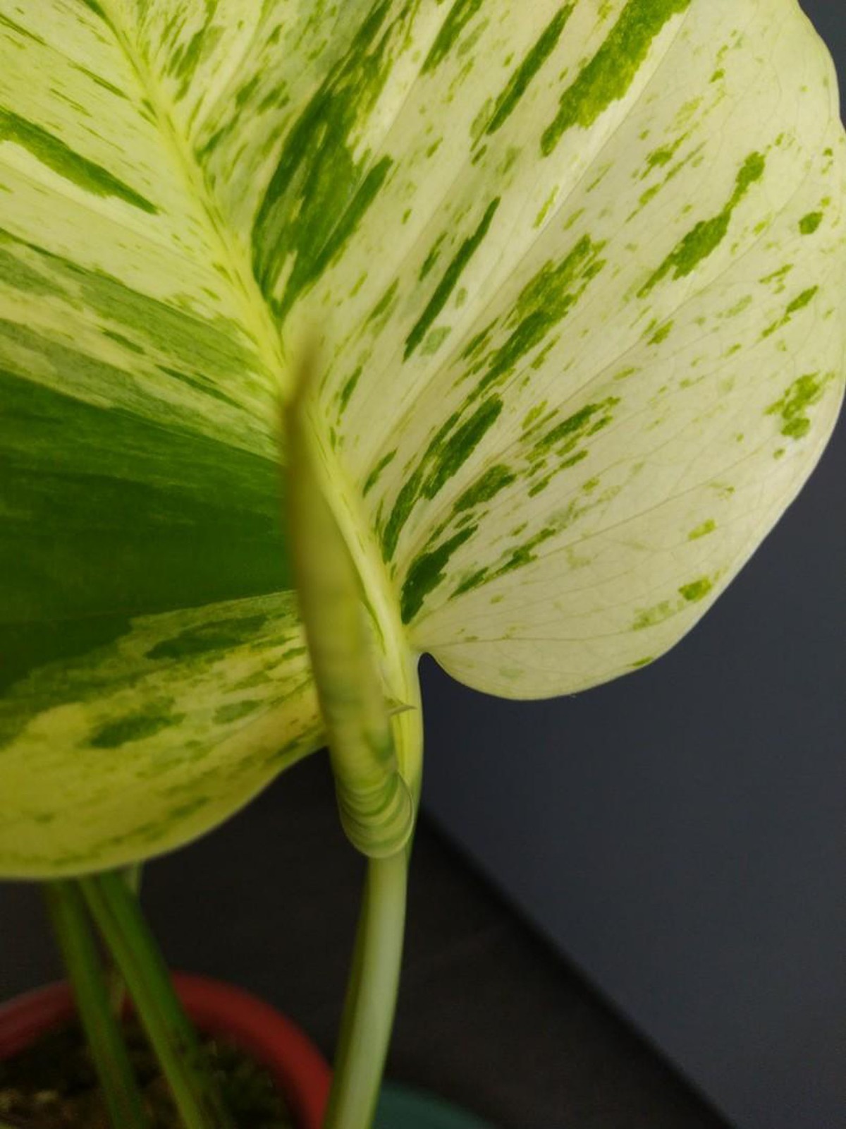 Epipremnum Pinnatum Marble Variegated Houseplant Rare Plant