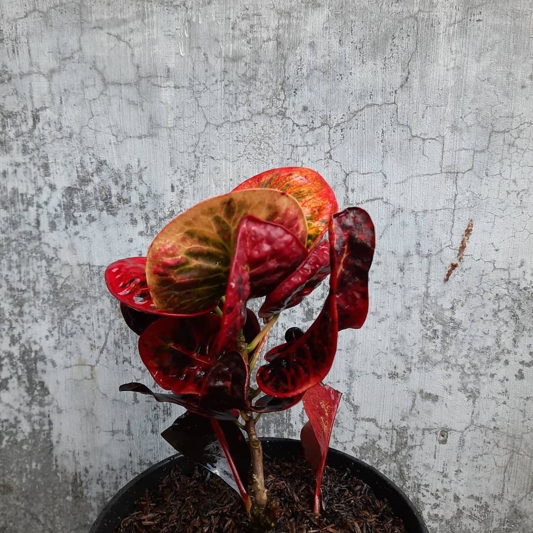 Croton Red Apple – Colorful Codiaeum Variegatum Tropical Foliage Plant