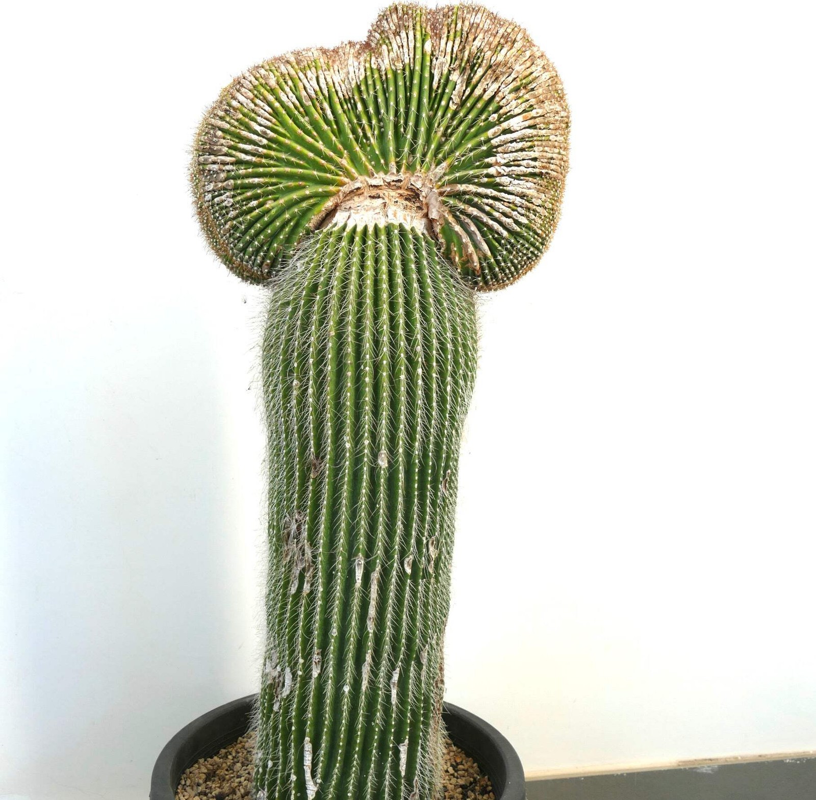 Carnegiea polylopha SAGUARO CRESTED 83x35cm – NO COPIAPOA CINEREA