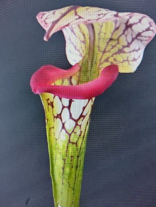 23″ ARTIFICIAL Pitcher Plant Stems real touch three stems