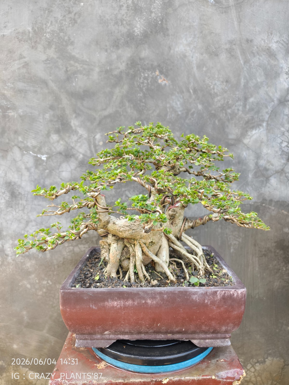 REAL PICTURES – Premna Microphylla Bonsai Tree – Big Trunk – Medium Size – RARE
