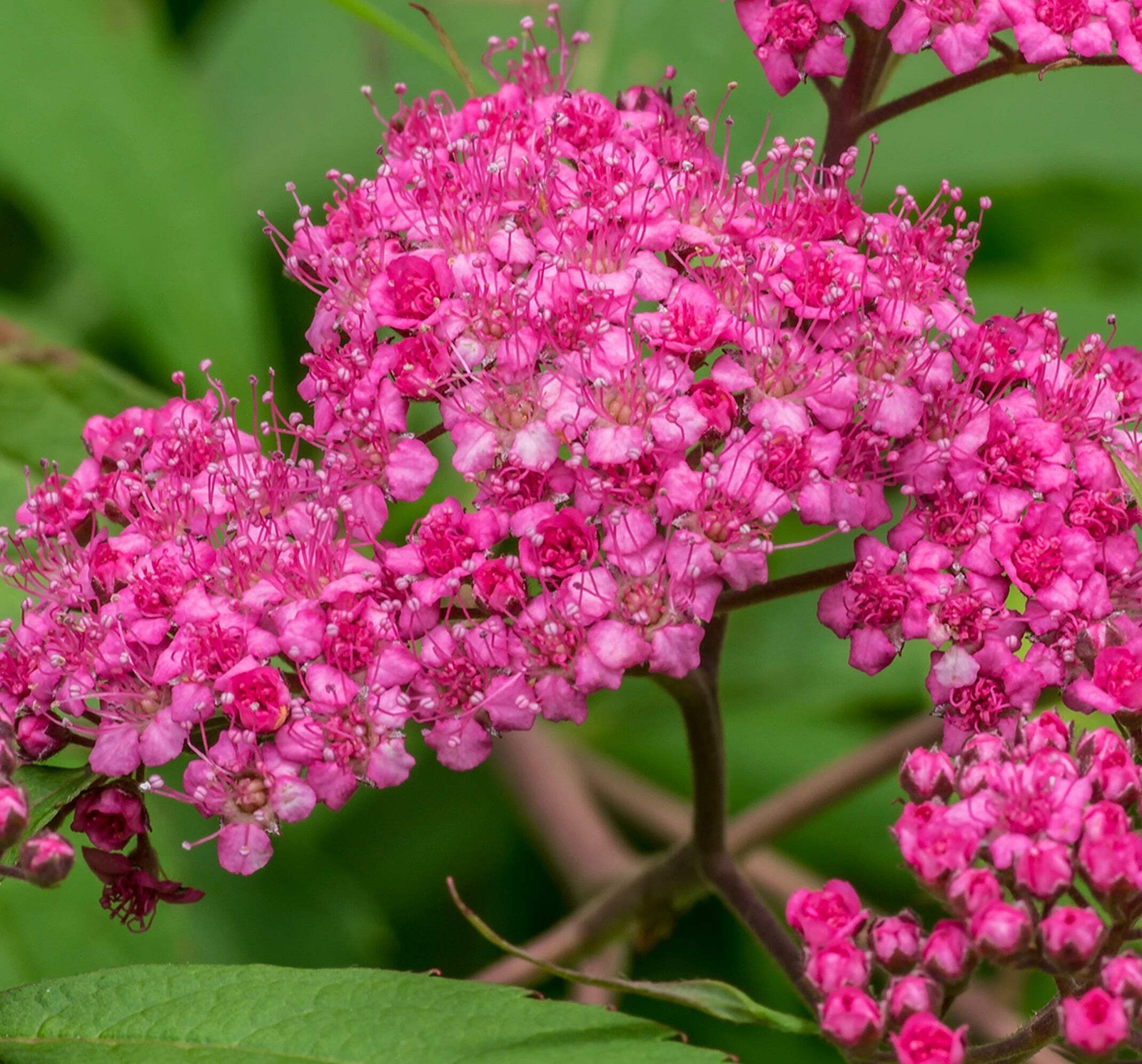 Spirea japonica 10-20cm | Japanese spirea | Japanese meadowsweet – Japanese spir