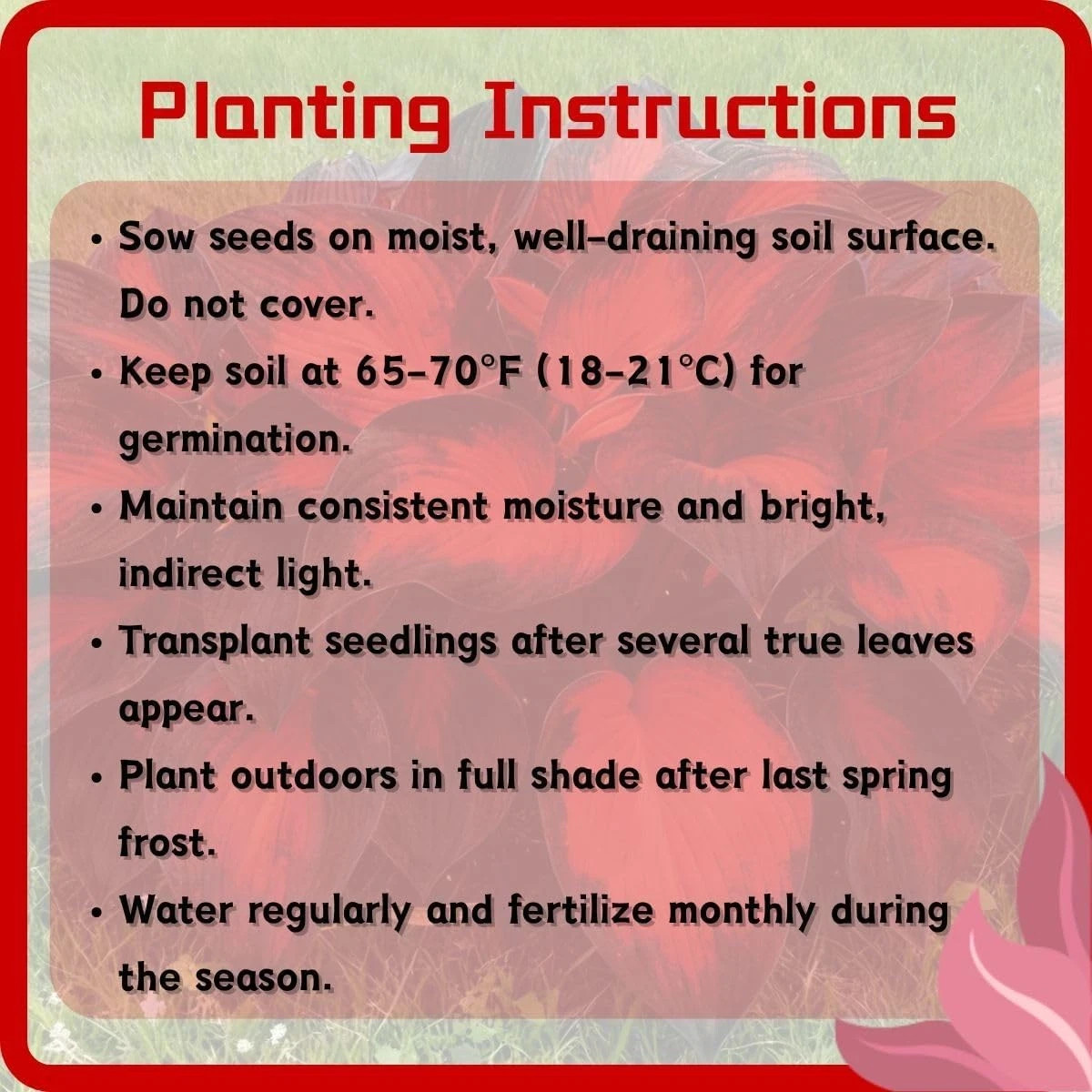 Hosta Seeds, 200+ Blue Purple Red Hosta Seeds, Multi-Use Landscaping, Perennial.