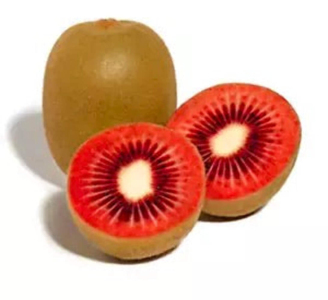 Actinidia arguta (RED KIWI) 40-110cm | Hardy kiwi | Kiwi berry – plant