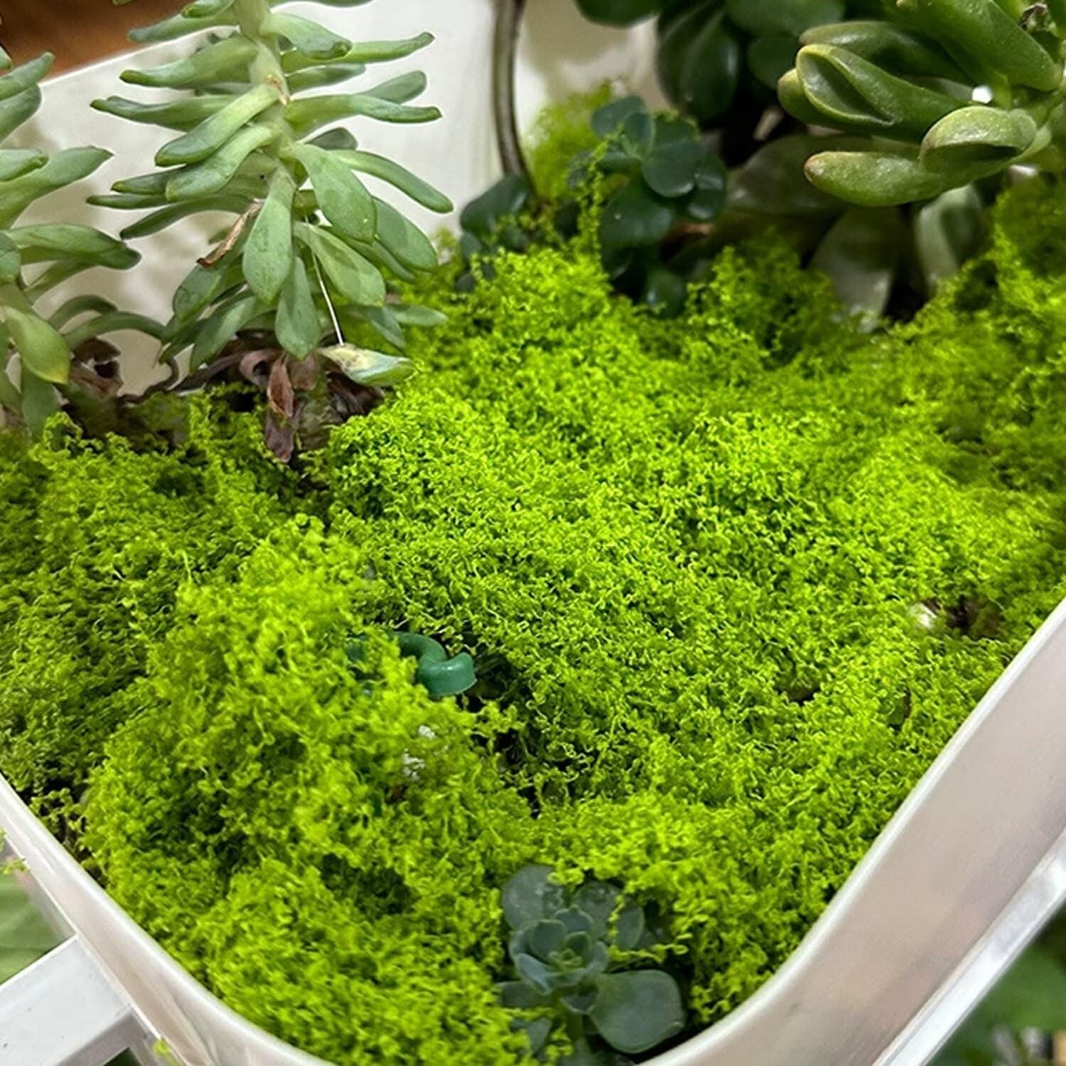 KEYUSHOP Fake Green Moss for Potted Plants 5.3 OZ Preserved Reindeer Moss Craft