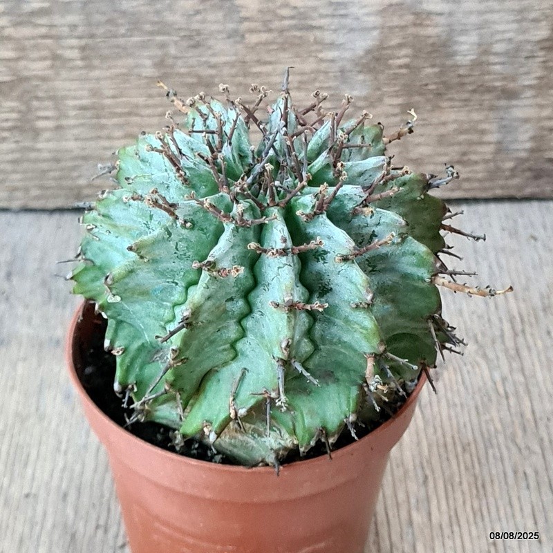 D5795 EUPHORBIA HORRIDA SNOWFLAKE pot8,5-H9-W9 cm MaMa Cactus
