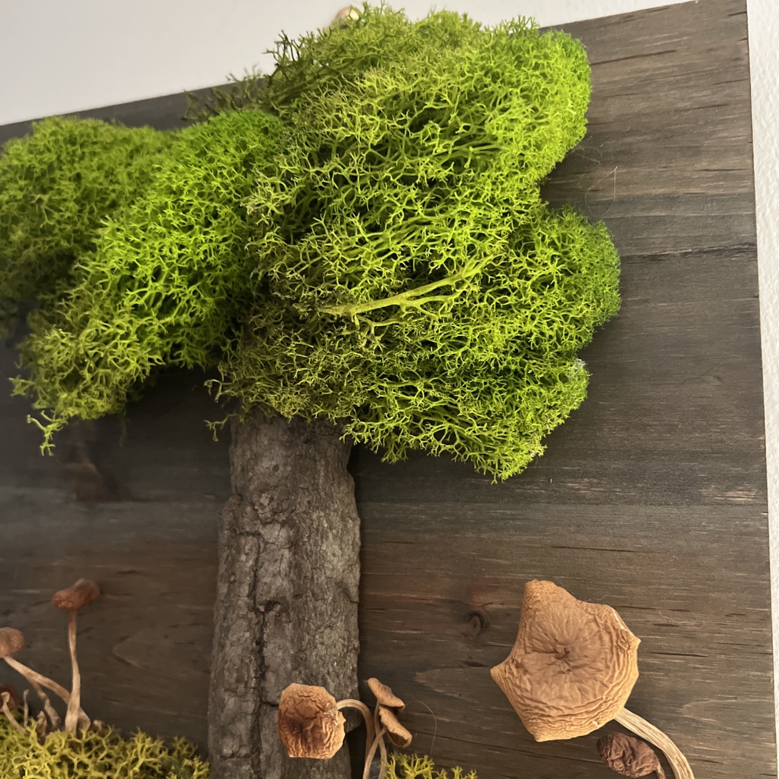 Natural Moss Handmade Art – Wood Wall Plaque Hanging Decor Real Dried Mushrooms