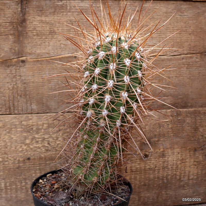 D2695 CEREUS PASA. LONG STRONG SPINES pot18-H30-W11 cm MaMa Cactus