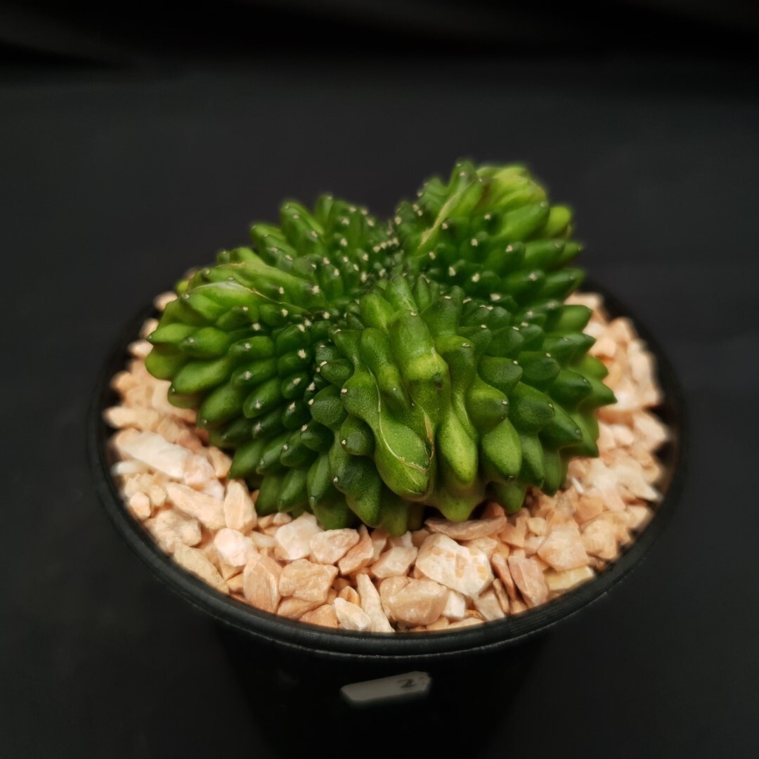 C02: Gymnocalycium mihanovichii f.inermis cristata