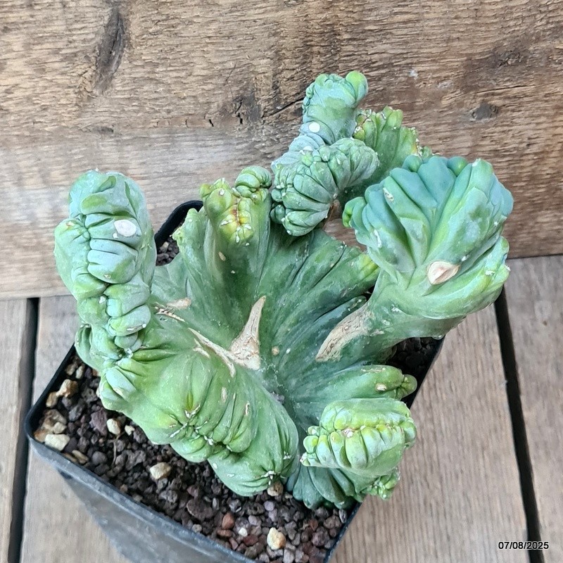D5759 MYRTILLOCACTUS GEOMETRIZANS CRESTED pot12-H15-W18 cm MaMa Cactus