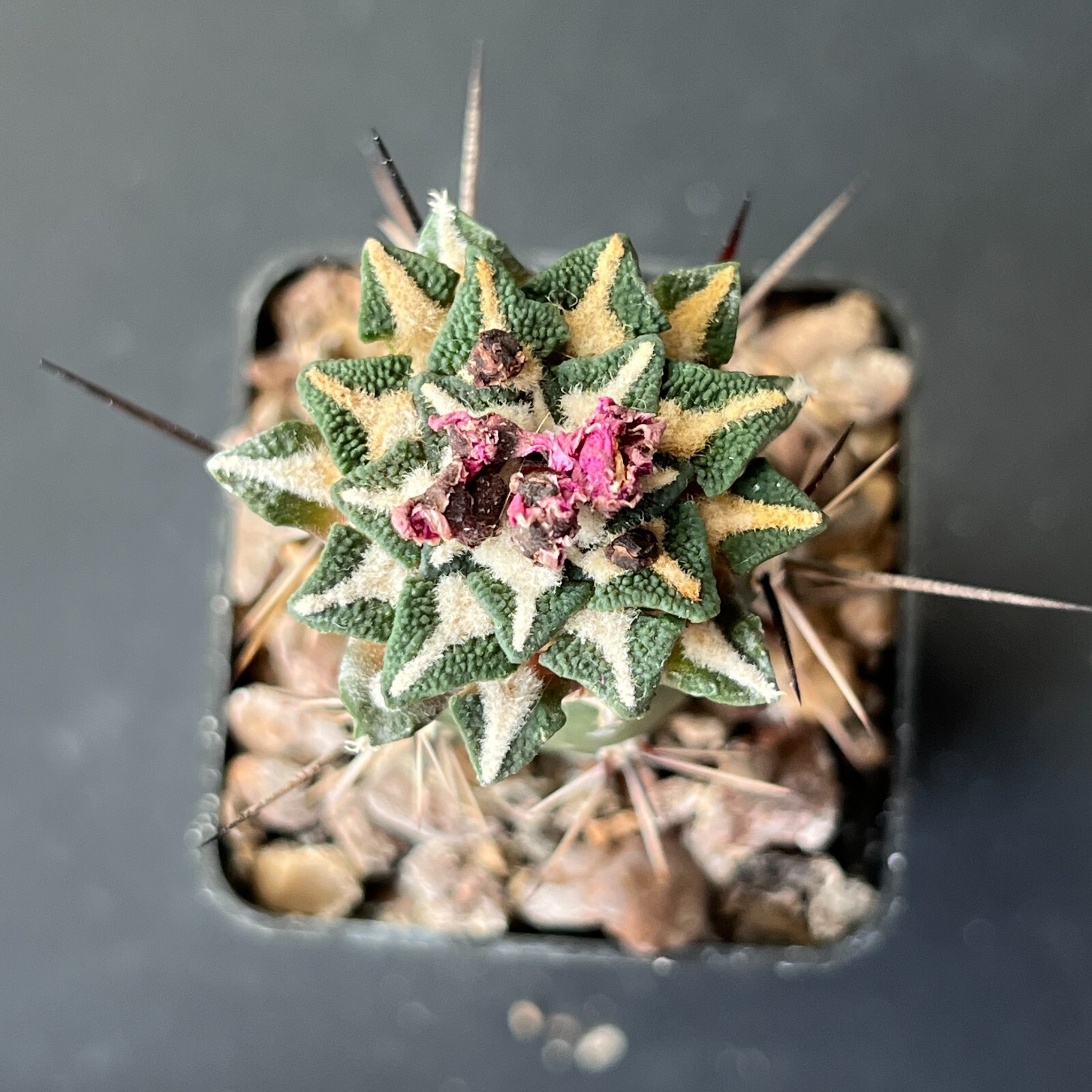 A29-257. Cactus… kotschoubeyanus v. elephantidens (Grafted)