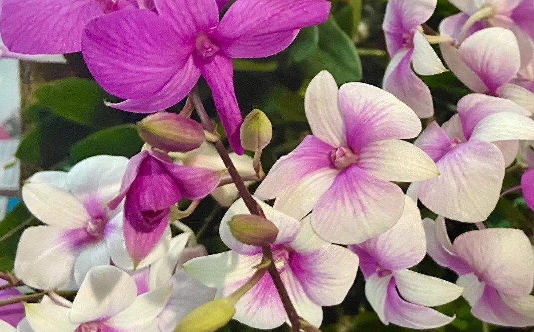 3 bunch AIR ORCHIDS , Mini Dendrobium , Mini Yaya,flowering