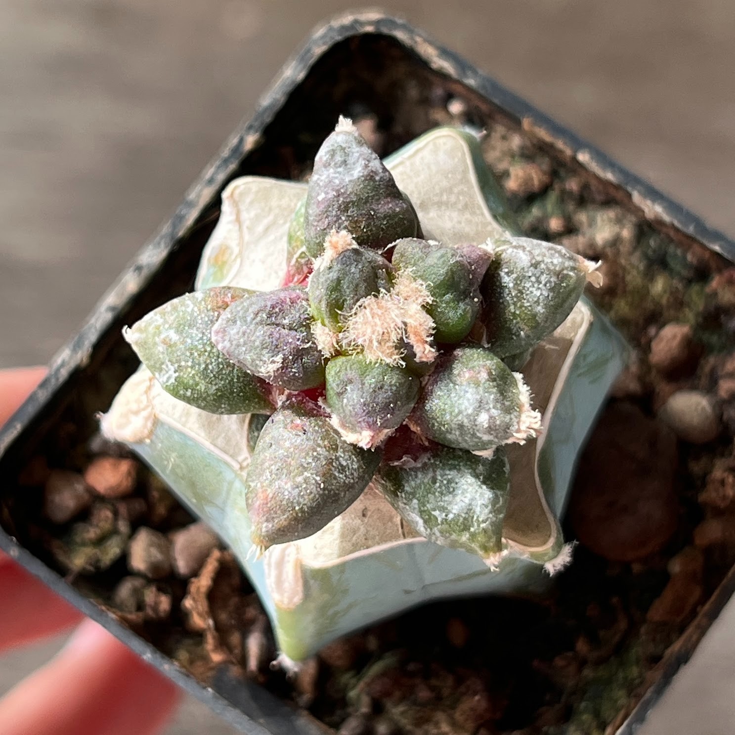 A56-1540 Cactus retusus cv. Maruibo, grafted