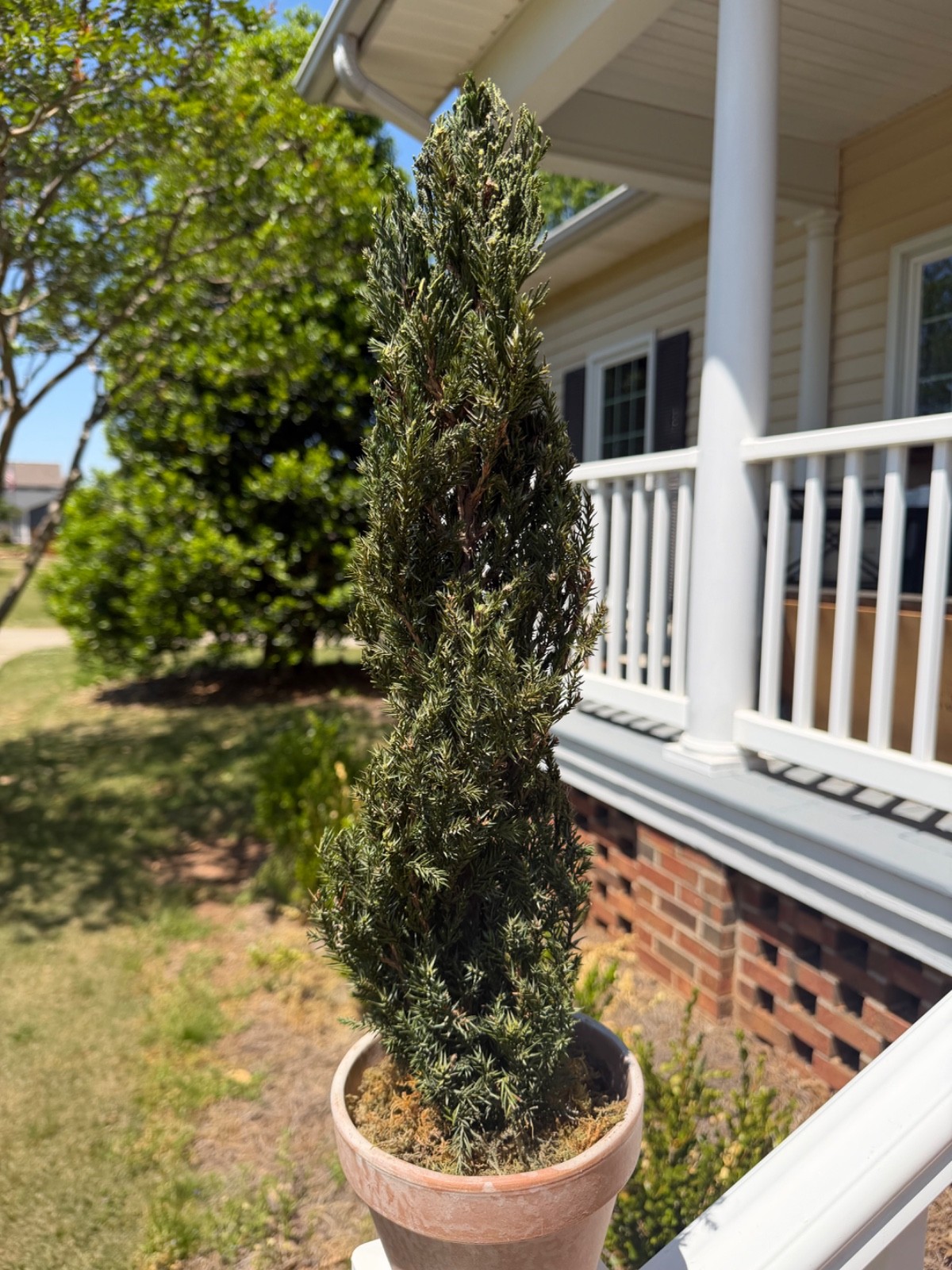 22″ Preserved Juniper Spiral Topiary Real Plant No Maintenance Home Decor