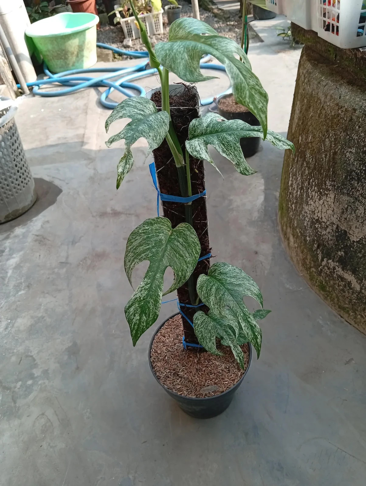 Real Picture Epipremnum Devil Monster Variegated