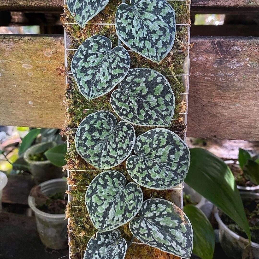 Real Picture Scindapsus Tricolor Dark Manalak Rare Plant