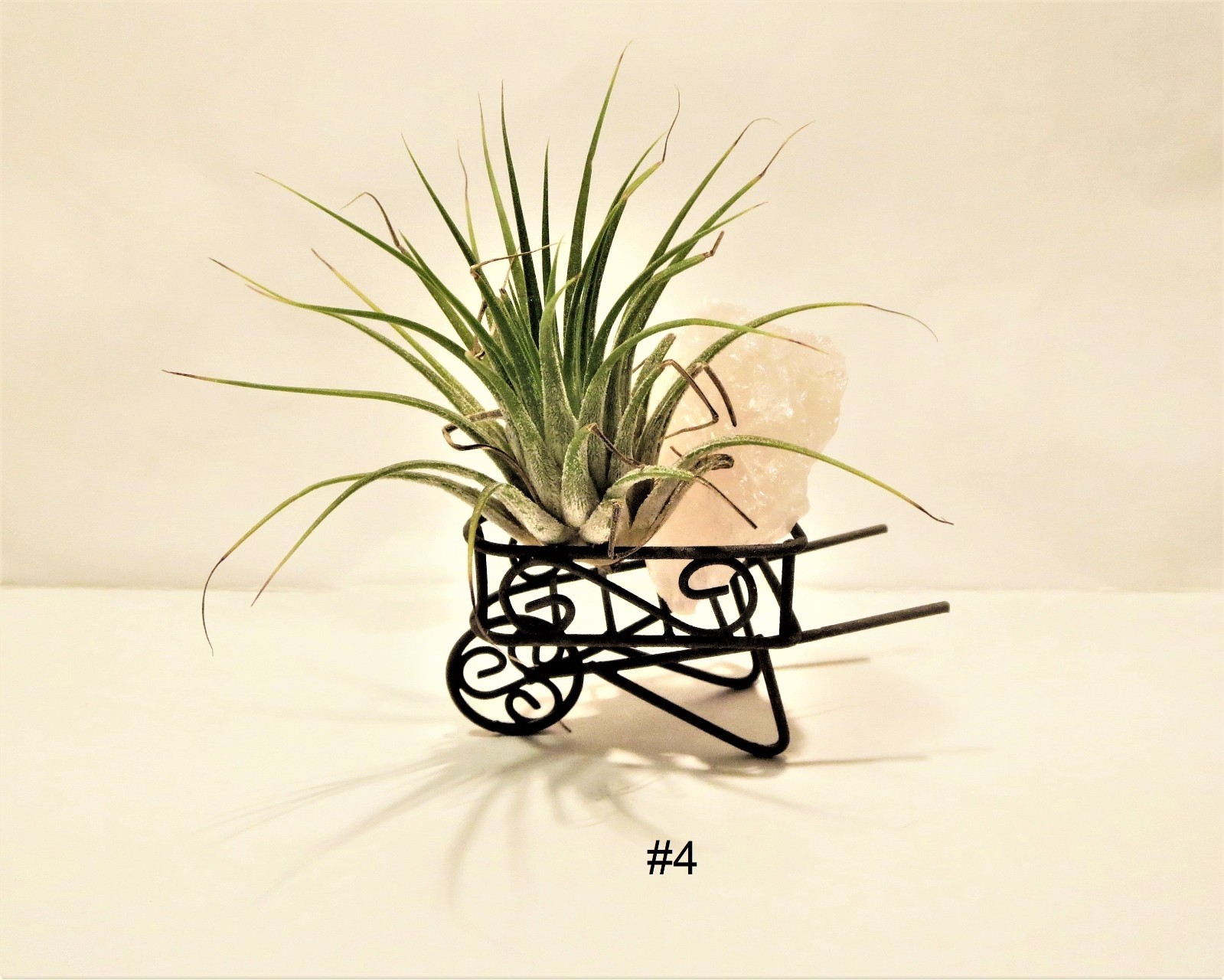 Air Plant Wall Decor Shell Air Plant Display Hanging Tillandsia Minimalist