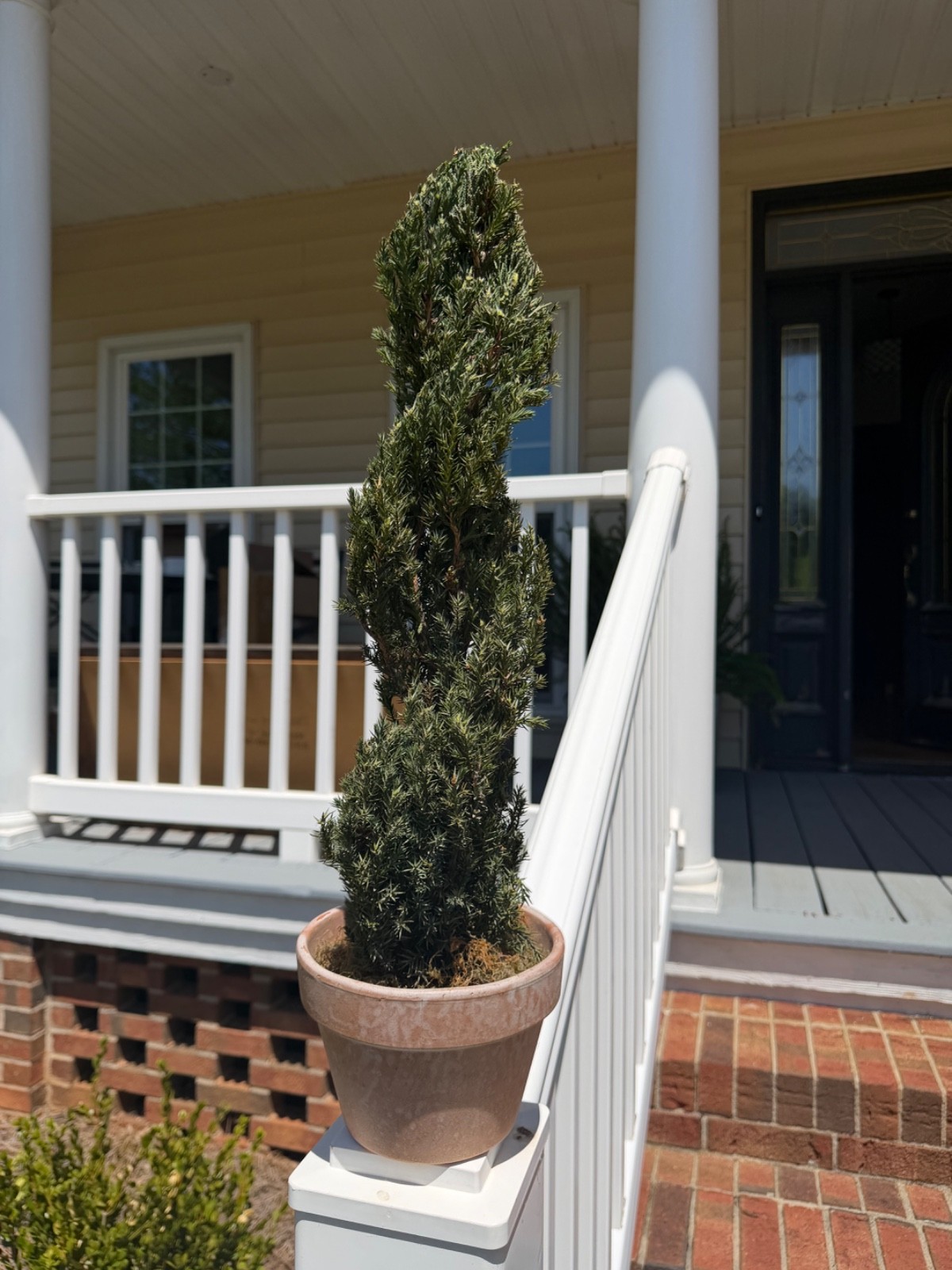 22″ Preserved Juniper Spiral Topiary Real Plant No Maintenance Home Decor