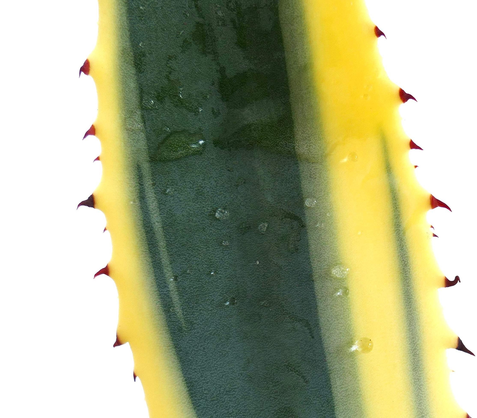 Agave americana marginata VARIEGATED – Variegated century plant