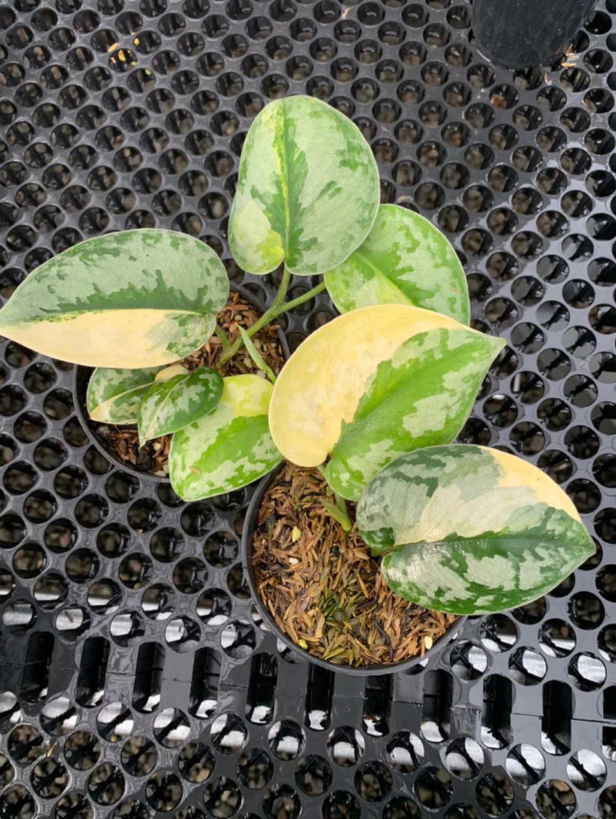 Scindapsus Bakudapati Variegated Rare Plant Variegated Aroid Exotic Climbing