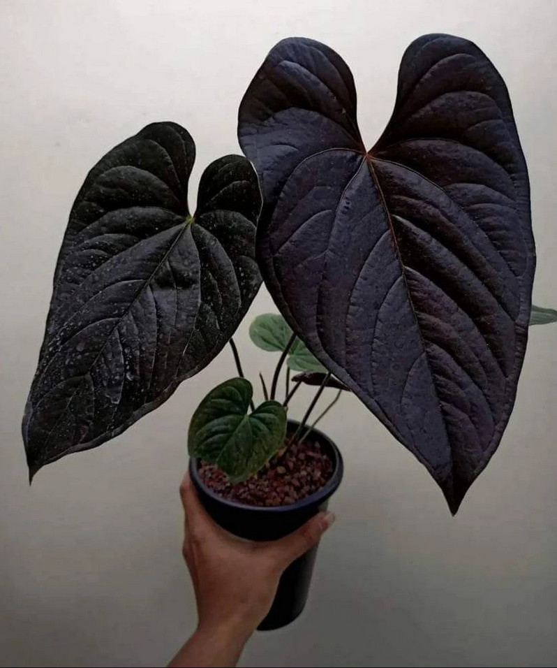 Anthurium Modeanum Big Size Real Picture