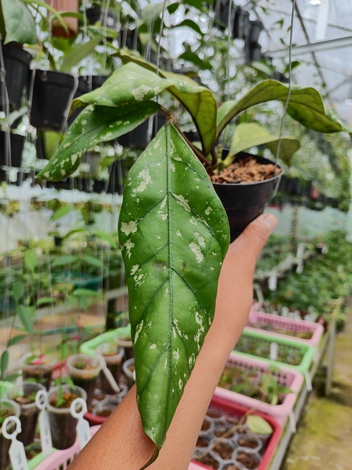 Hoya Clemensiorum Gorung Rare Tropical Indor Outdor Wax Plant