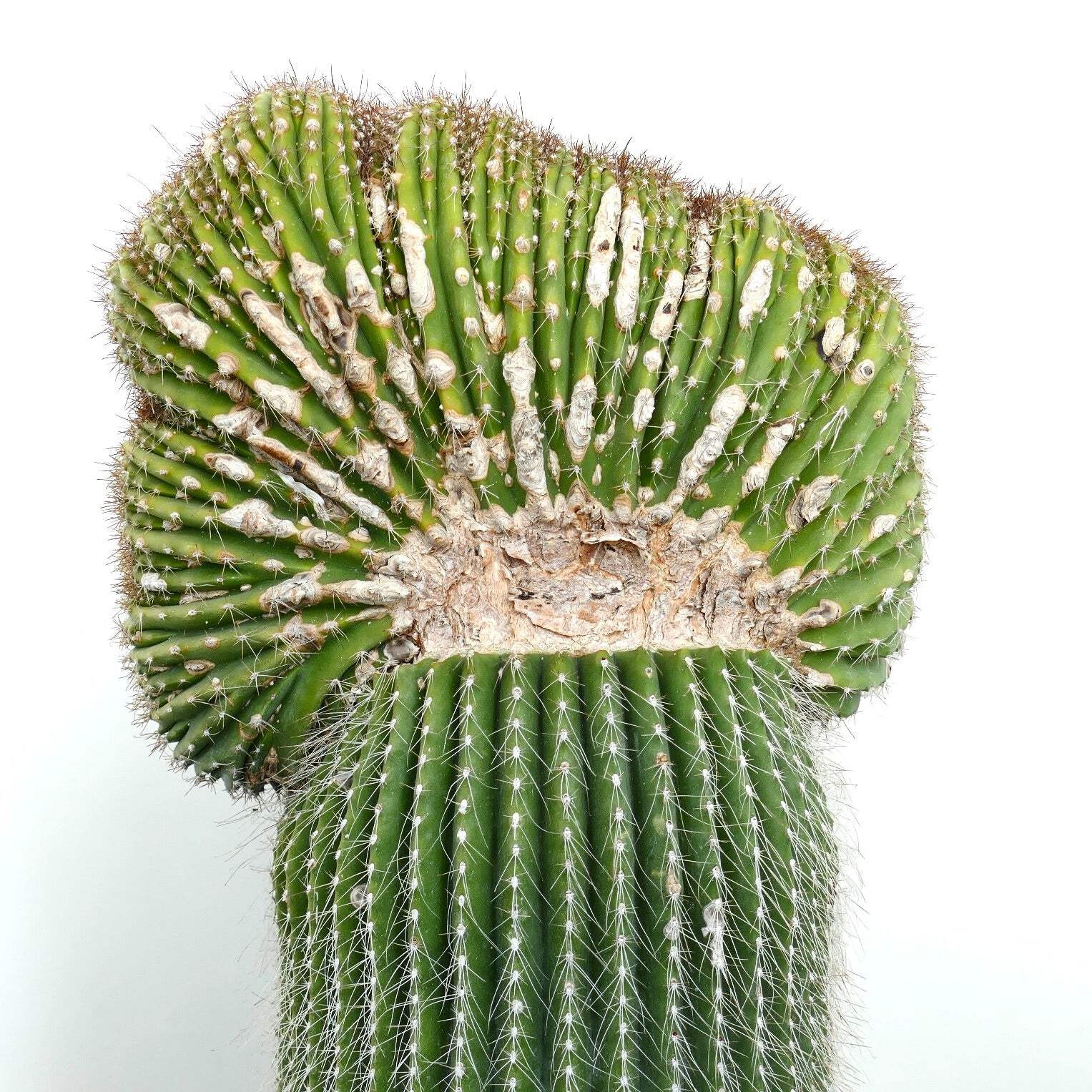 Carnegiea polylopha SAGUARO CRESTED 56x30cm – OLD SPECIMEN