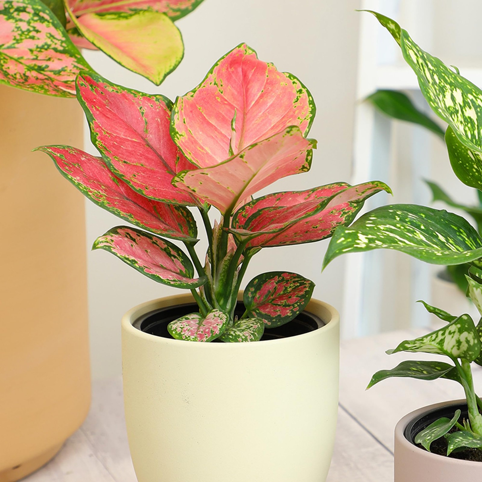 Live Aglaonema Chinese Evergreen Plant ‘Beauty’, Indoor Houseplant for Home o…