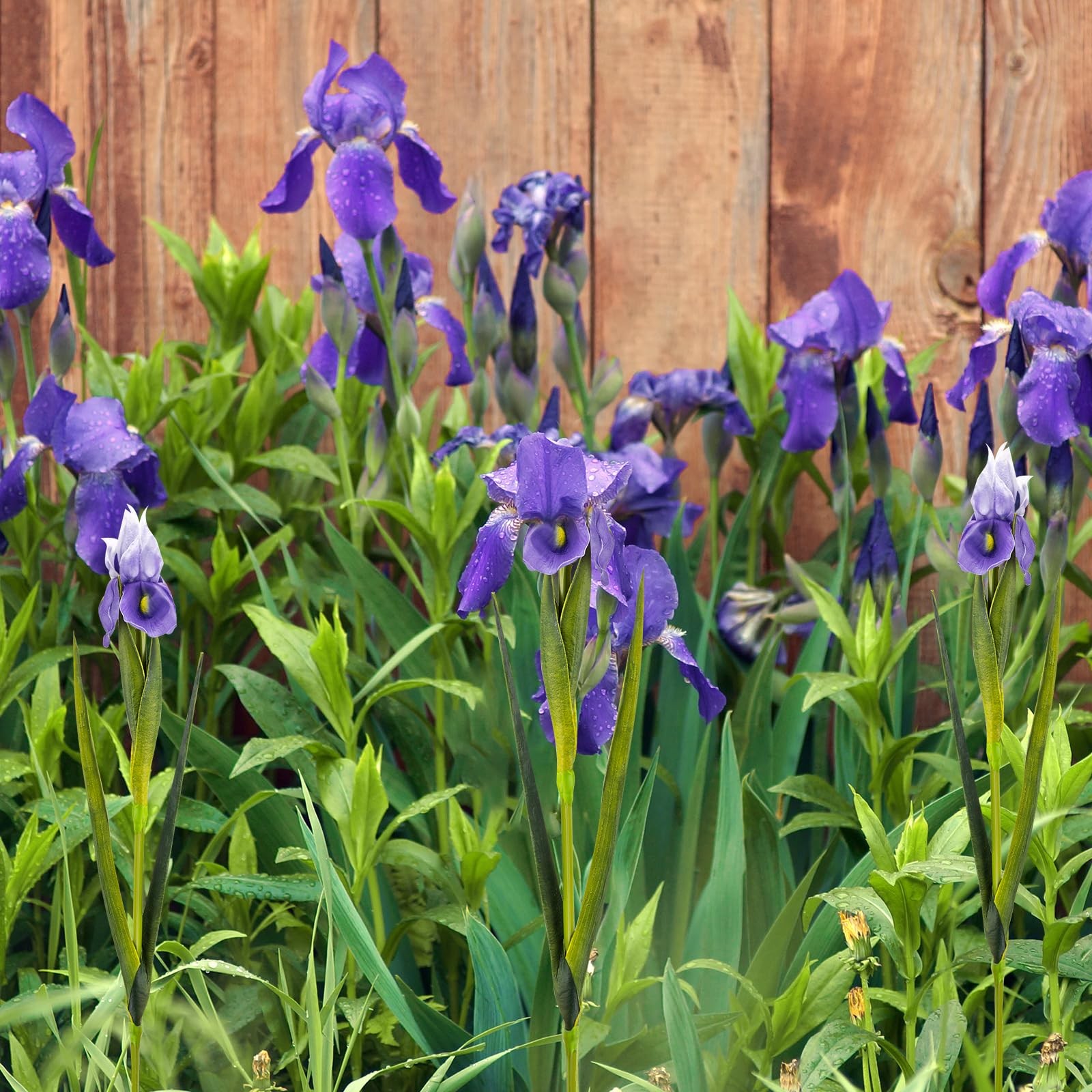 OBDXZHC 6 Pcs 23.6”Artificial Iris Flowers Real Touch Faux Long Stems Fake Pu…