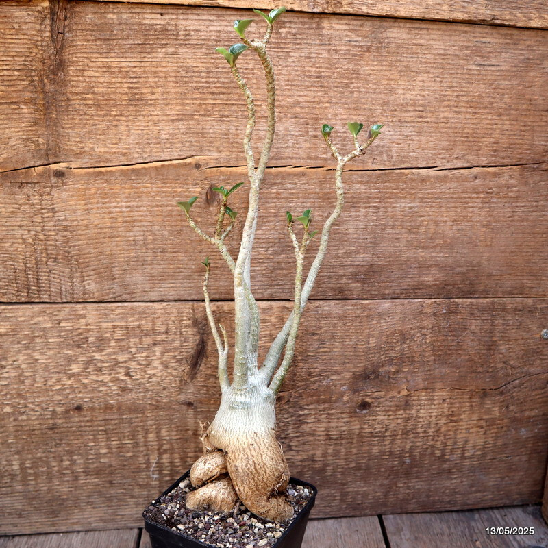 D4083 ADENIUM OBESUM pot10-H37-W11 cm MaMa Cactus
