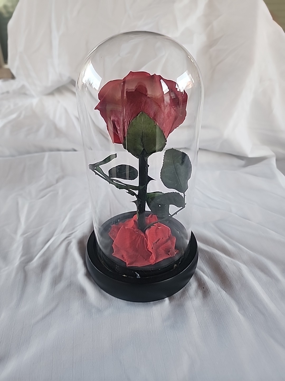 Single Red Rose Displayed In Glass Dome