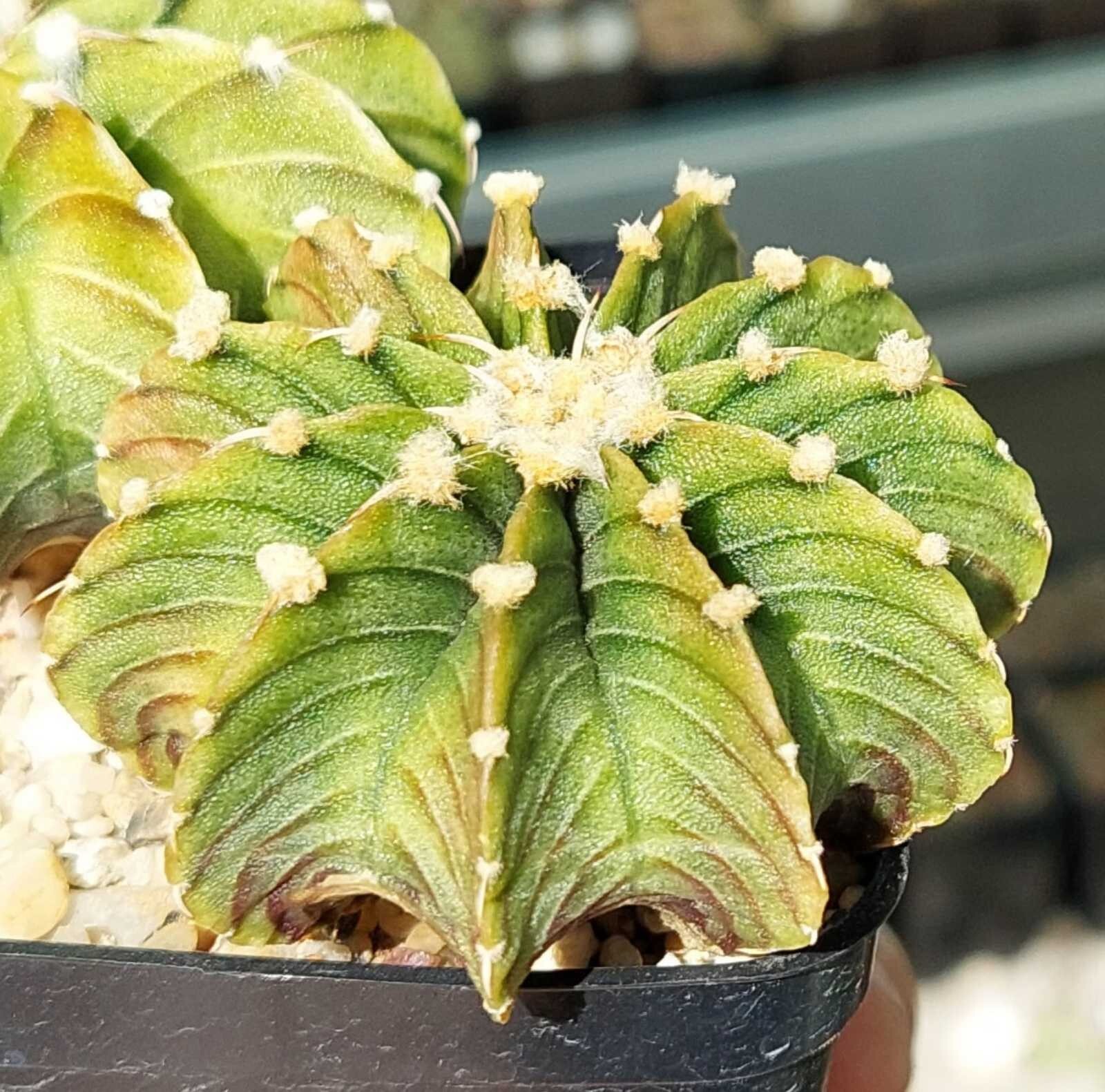 Gymnocalycium friedrichii LB 2178 15seeds harvest 2024