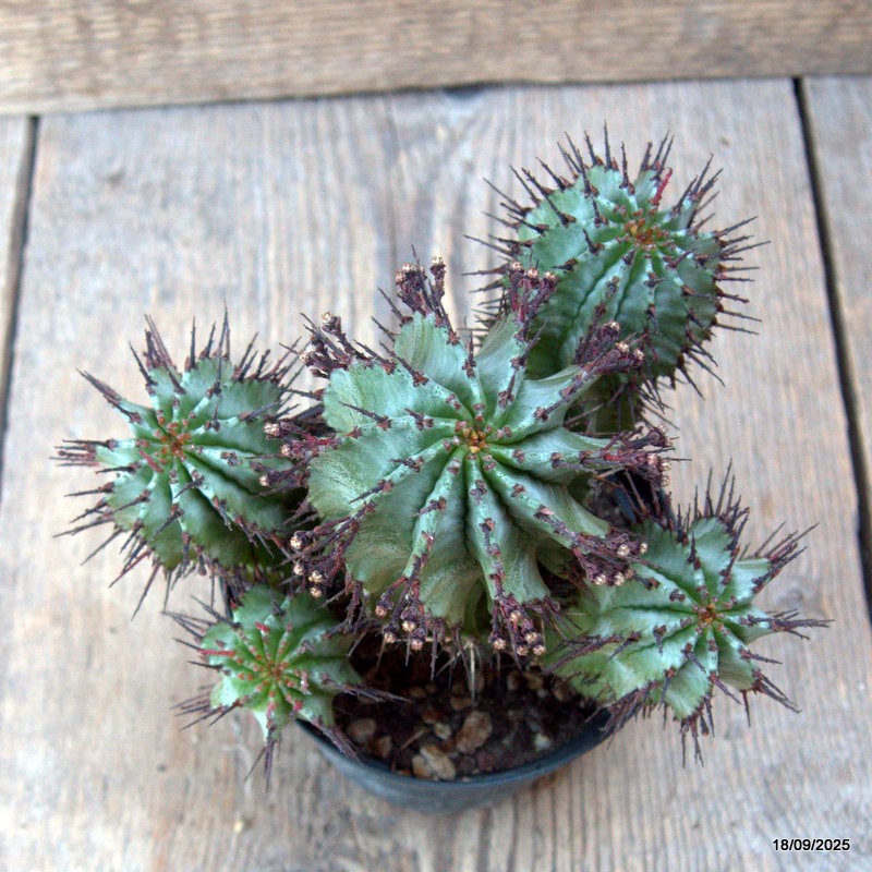 D6499 EUPHORBIA HORRIDA pot10-H13-W14 cm MaMa Cactus
