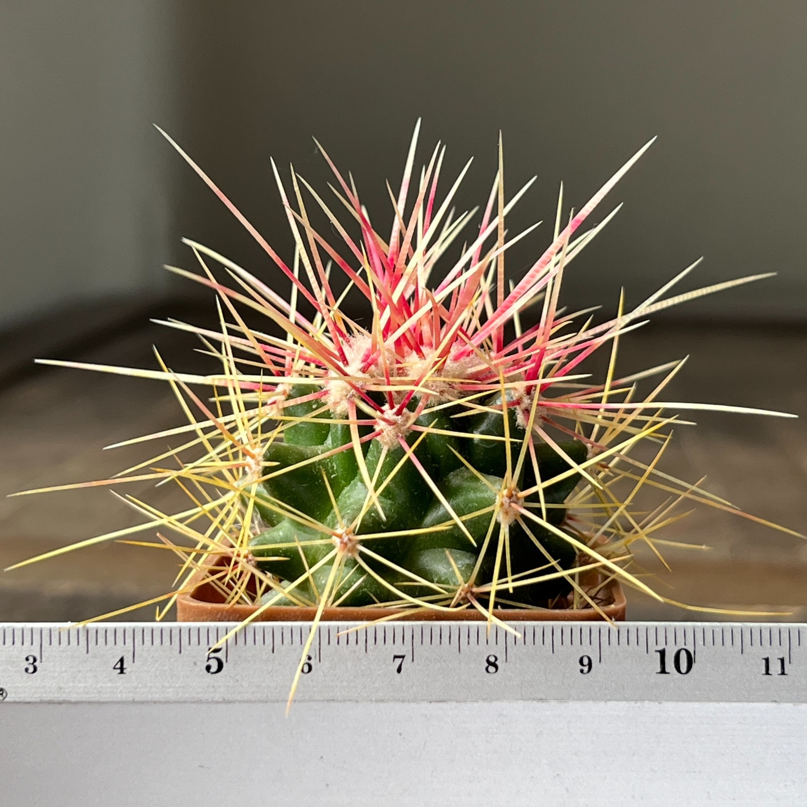 A38-2032 Echinocactus grusonii v. capistranoensis, own root