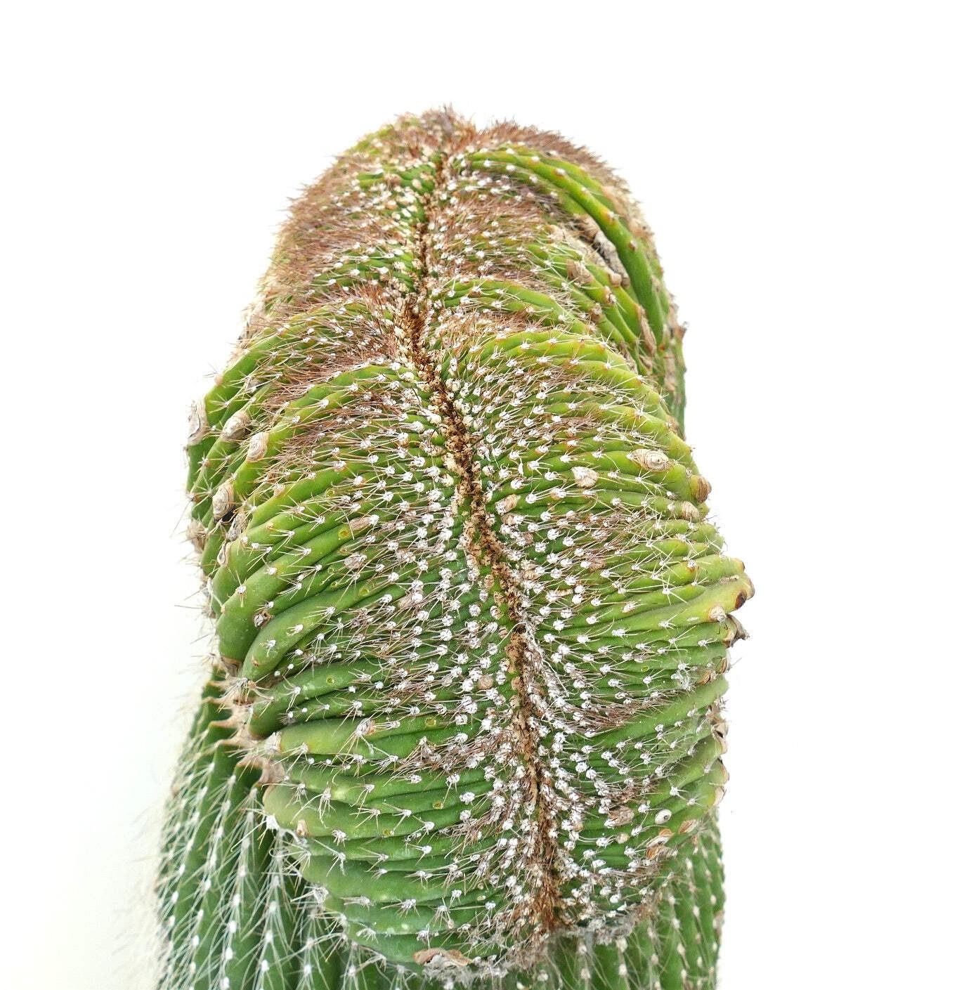 Carnegiea polylopha SAGUARO CRESTED 56x30cm – OLD SPECIMEN
