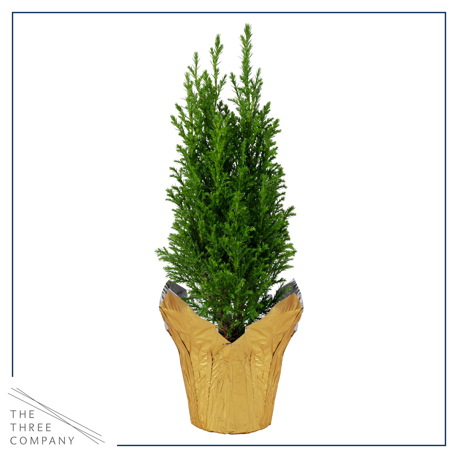 Live Dark Green Cypress Tree – Tabletop Decoration – 12″ Tall by 5″ Wide in D…