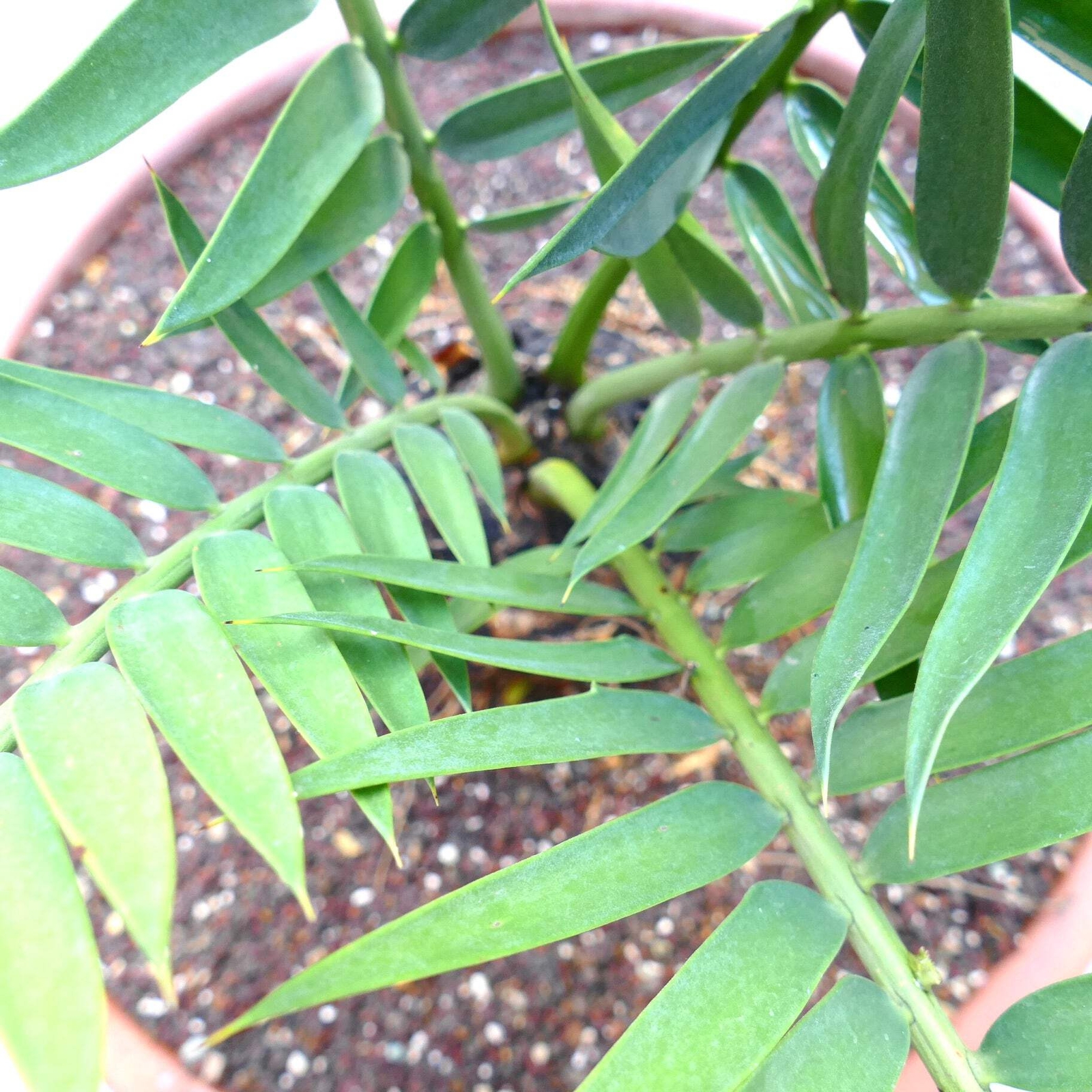 Encephalartos lebomboensis X longifolius 12x11cm CAUDEX – NO latifrons hirustus
