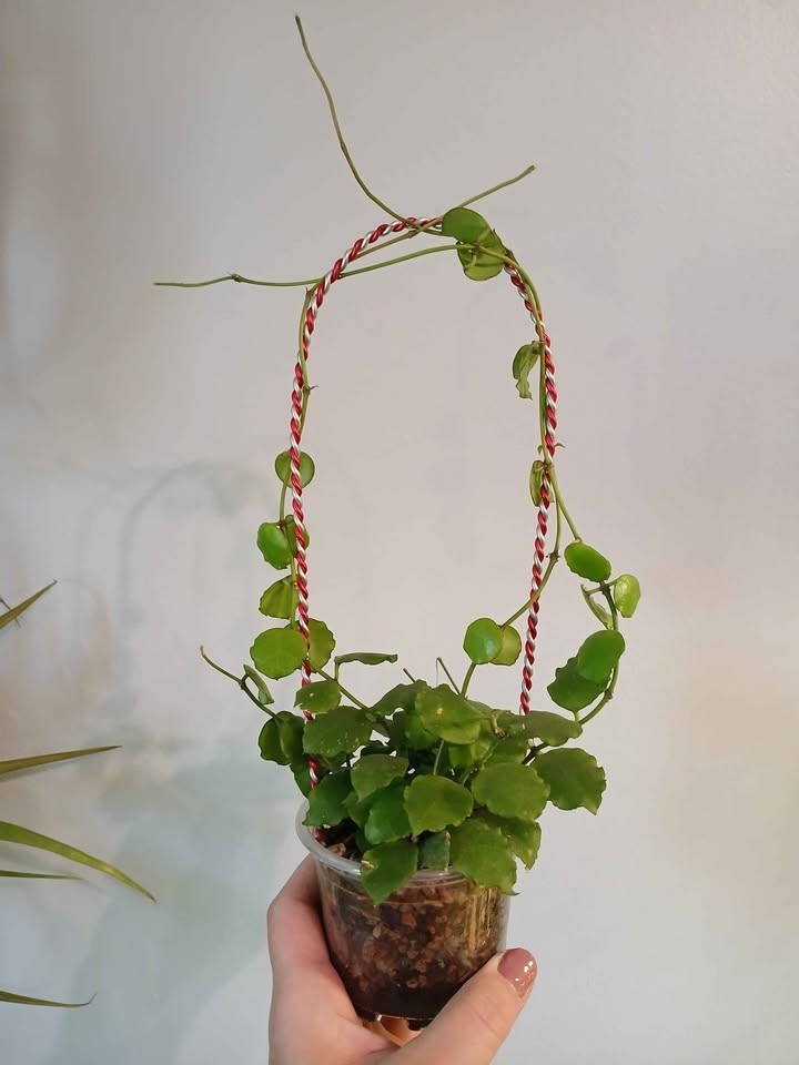 Hoya Endauensis Rare Tropical Wax Plant