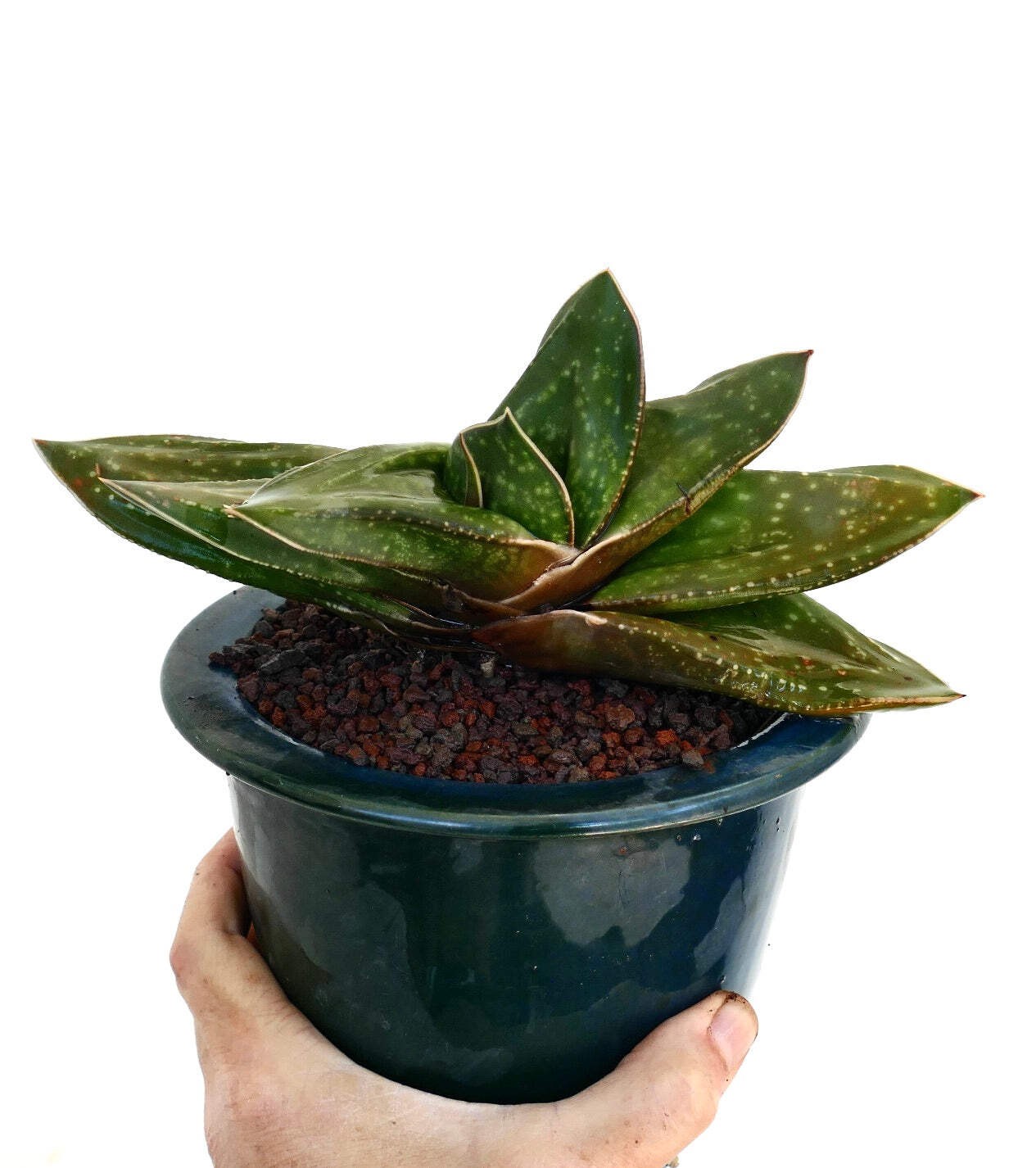 Gasteria armstrongii cv. ‘Cape Canaveral’ – Armstrong’s gasteria | Armstrong gas