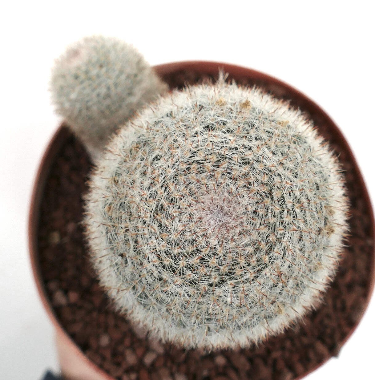 Mammillaria albilanata TWO HEADS 1001 – White woolly nipple cactus | Snowball ca