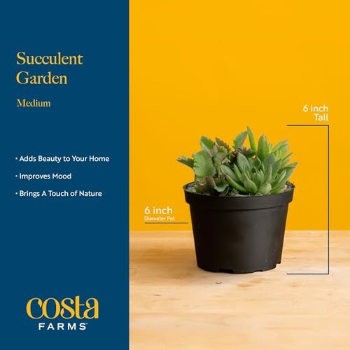 Mini Succulent 6-8 Inches Tall Cute Succulent Gift Décor Pot Succulent Garden