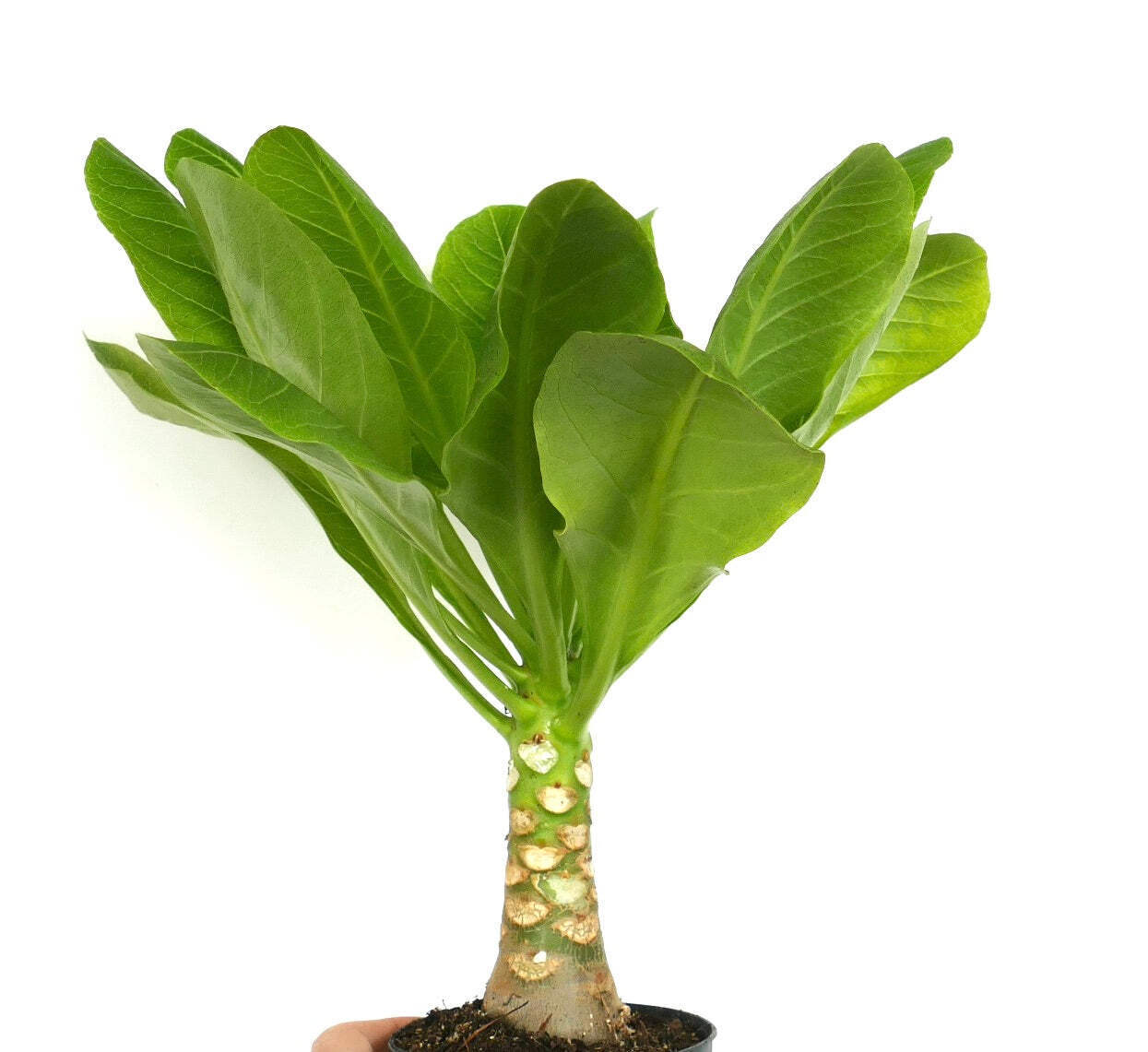 Brighamia insignis – Hawaiian palm | Cabbage on a stick